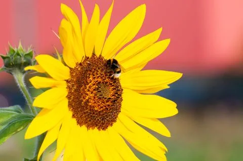 Bee on the sunflower Stock Photos