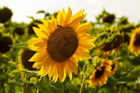 Bee on a sunflower Stock Photos