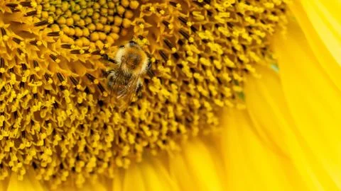 Bee on sunflower Stock Photos