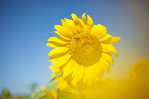 Bee on sunflower. Stock Photos