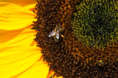 Bee on sunflower Stock Photos