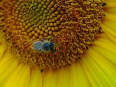 Bee on Sunflower 写真素材