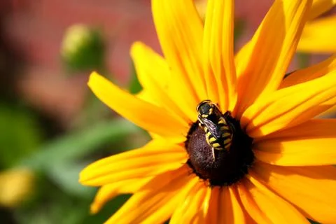 Bee on a sunflower Stock Photos