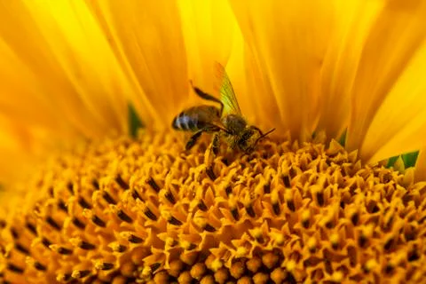 A bee on a sunflower Stock Photos
