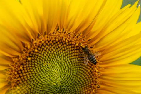 A bee on a sunflower Stock Photos