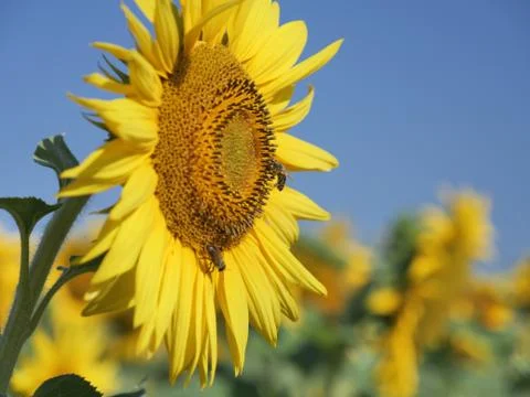A bee on a sunflower Stock Photos