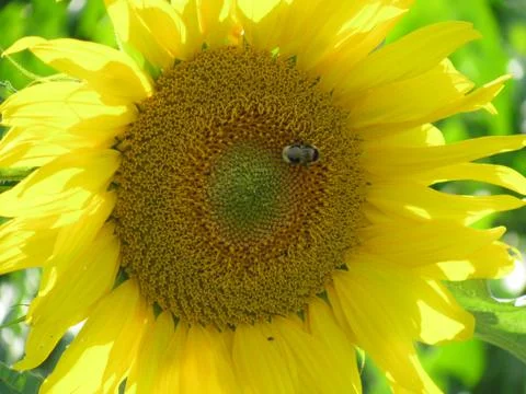 Bee on a sunflower Stock Photos