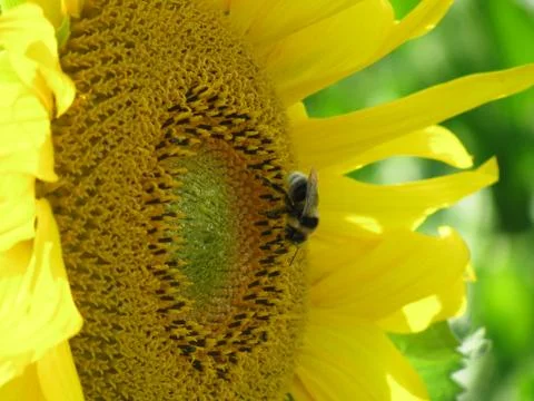 Bee on a sunflower Foto stock
