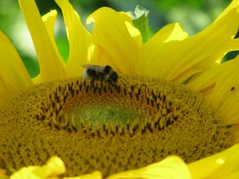 Bee on a sunflower Stock Photos