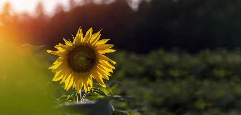 Bee on sunflower Stock Photos