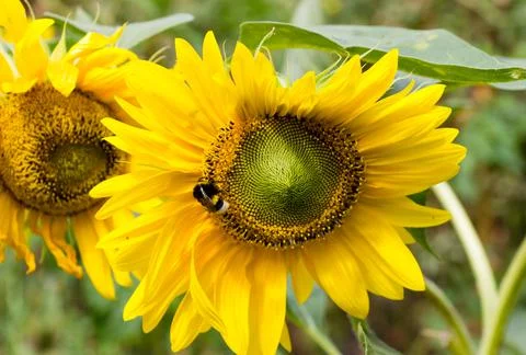 Bee in a sunflower Stock Photos