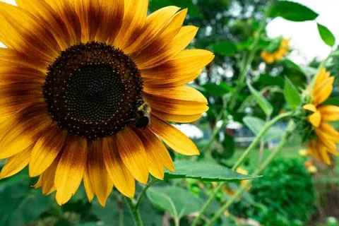 Bee in a sunflower Stock Photos