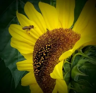Bee on sunflower Stock Photos