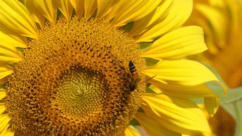 The bee is on the sunflower pollen. 스톡 동영상 97335018