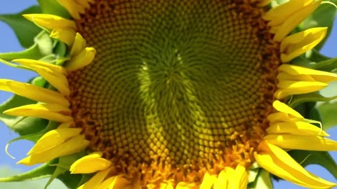 Bee on sunflower-r 動画素材 135837090