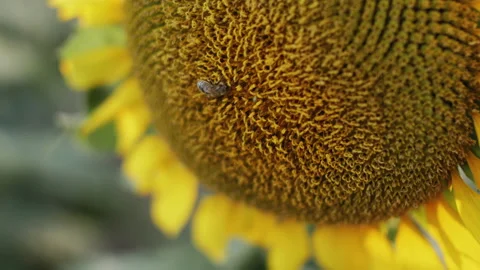 Bee on sunflower shot 4K Vidéo 172325121