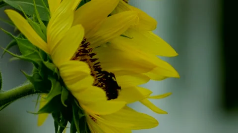 Bee on a sunflower (Side) 스톡 동영상 137259600