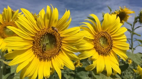 Bee on sunflower slow motion 库存影片 58714321
