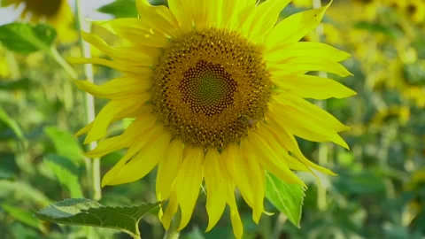 Bee on sunflower, slow motion Stock Footage 133648041