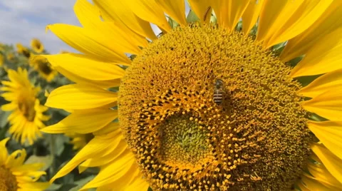 Bee on sunflower slow motion at a rate of 120 fps. Vídeo Stock 58014603