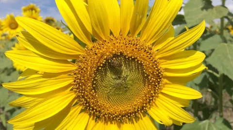 Bee on sunflower slow motion at a rate of 120 fps. 库存影片 58715033