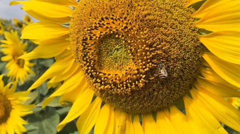 Bee on sunflower slow motion at a rate of 120 fps. 库存影片 58716403
