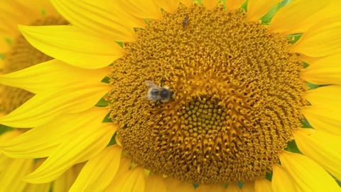 A bee on a sunflower in summer Stock Footage 318713343