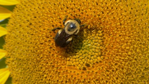 Bee on a sunflower in the sun 4K Stock Footage 93565734