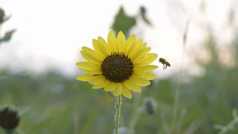 Bee on a sunflower2 slow motion Vidéo 86433318
