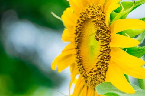 Bee at sunflowers on blurry background Stock Photos