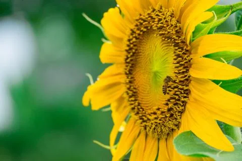 Bee at sunflowers on blurry background Stock Photos