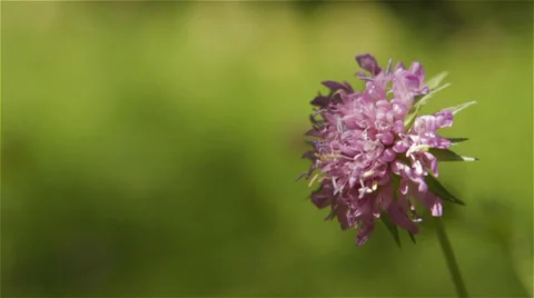 Bee on sunlit flower Stock Footage 27843632