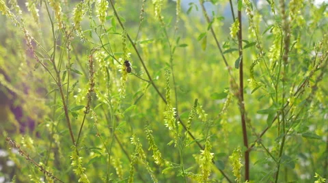 Bee in Sunset Flowers Stock Footage 52212803