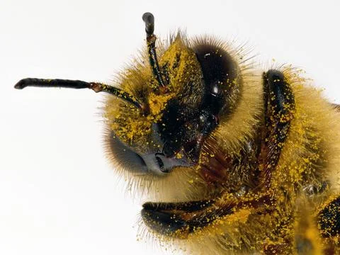Bee, super close up Stock Photos