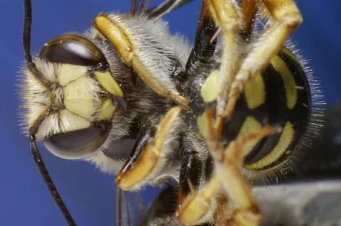 BEE IN SUPER MACRO-3 Stock Photos
