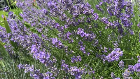 Bee surrounded by lilac flowers, insect on lavender flower Stock Footage 326005788