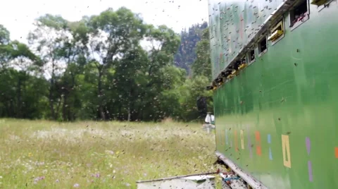 Bee swarm in alpine meadow Stock Footage 47948404