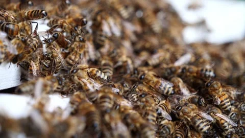 Bee Swarm on Beehive – 4K Close-Up Stock-Footage 320163028
