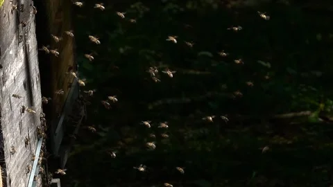 Bee swarm, bees flying. Vídeo Stock 340410413