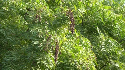 Bee-swarm-clustered-on-leafy-tree-branches-static-tripod-shot-2 Stock Footage 344871307