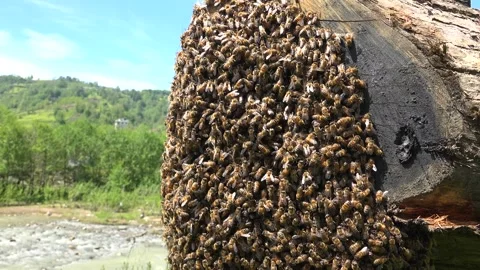 Bee swarm clusters on tree branch with dense honey bee group - Colony Formation Stock Footage 339814354