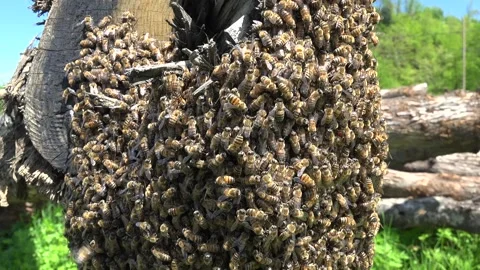 Bee swarm clusters on tree branch with dense honey bee group - Wildlife Insects Stock Footage 339814391