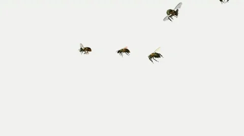 Bee swarm firefly Stock Footage