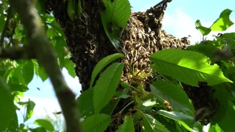 A bee swarm flew from the hive of an apiary to a tree to form a new bee family. Stock Footage 196159295