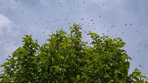 A bee swarm flies over a tree Stock Footage 81189463