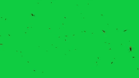Bee Swarm Flying Toward Camera – Green Screen 3D Animation – Insect Overlay Stock Footage 311589803