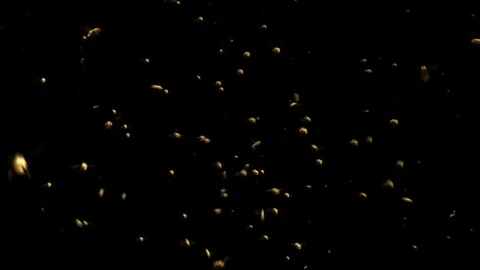 Bee Swarm 库存影片 122989397