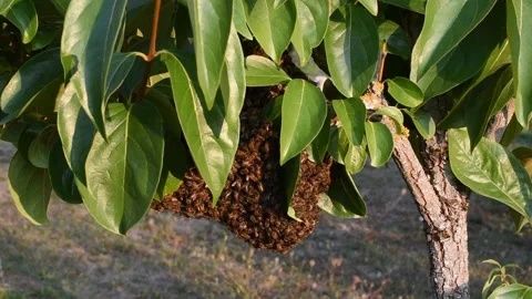 Bee swarm Stock Footage 139116746