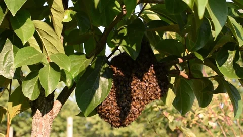 Bee swarm Stock Footage 139153017