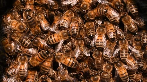 Bee swarm Stock Footage 139156572